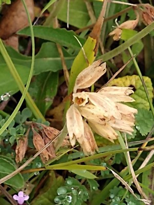 photo of Cowslip