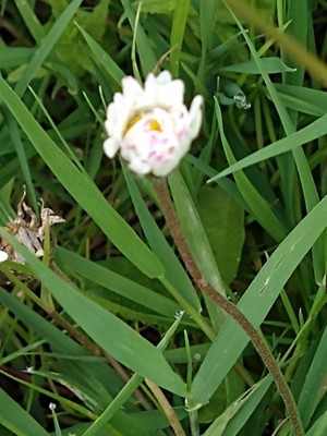 photo of Daisy