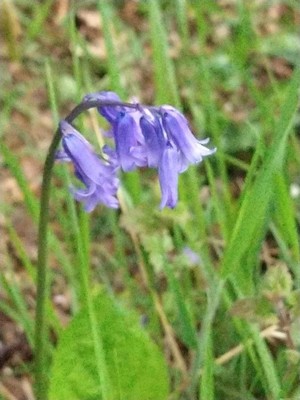 photo of Bluebell