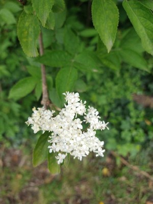 photo of Elder