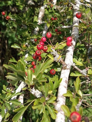 photo of Hawthorn