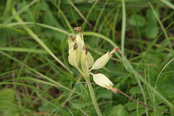 photo of Cowslip