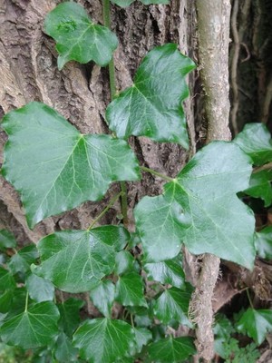 photo of Ivy