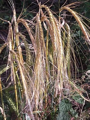photo of Barley