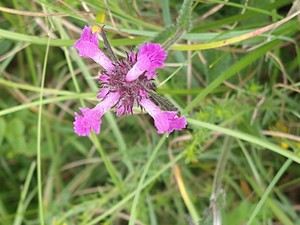 photo of Wild Basil