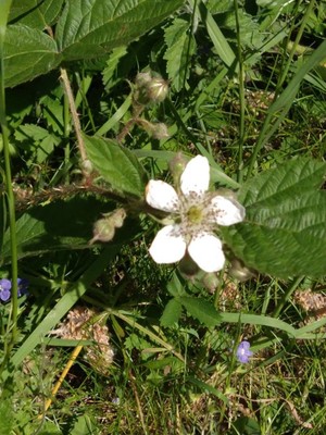 photo of Dewberry