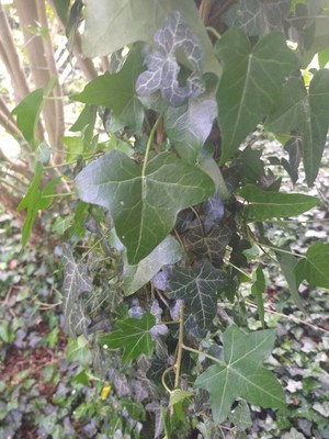 photo of Ivy