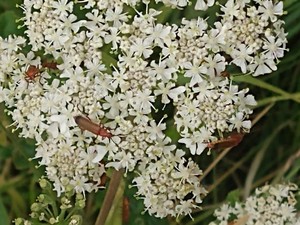 photo of Hogweed
