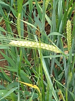 photo of Barley