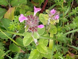 photo of Wild Basil