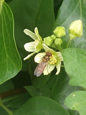 photo of White Bryony