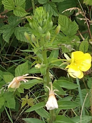 photo of Common Evening Primrose