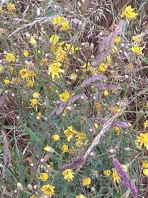 photo of Hawkweed