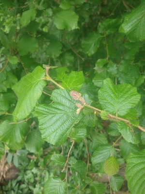 photo of Hazel