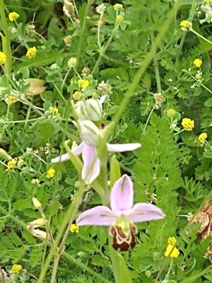 photo of Bee Orchid