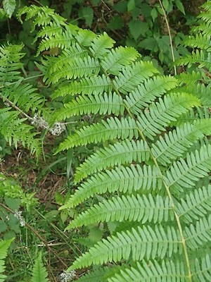 photo of Bracken