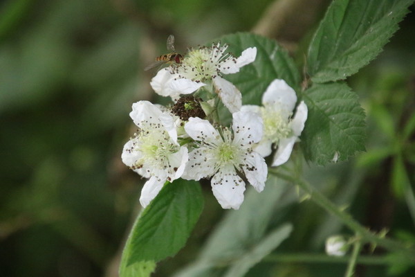 photo of Dewberry