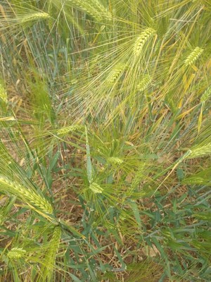 photo of Barley