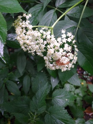 photo of Elder