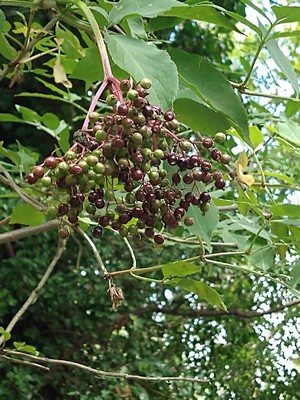 photo of Elder