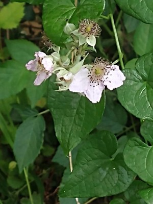 photo of Dewberry