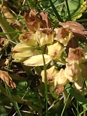 photo of Cowslip