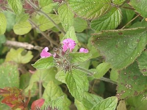 photo of Wild Basil