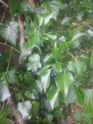 photo of Ivy