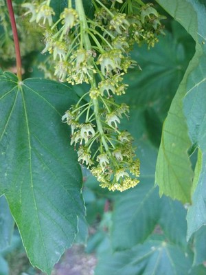 photo of Sycamore