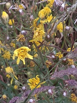 photo of Hawkweed