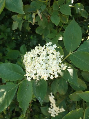 photo of Elder