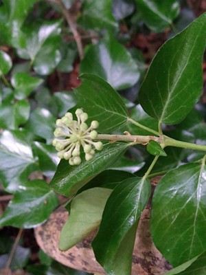 photo of Ivy