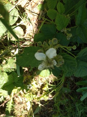 photo of Dewberry