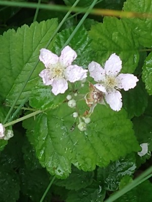 photo of Dewberry