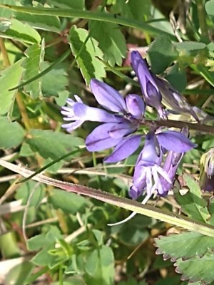 photo of Common Milkwort