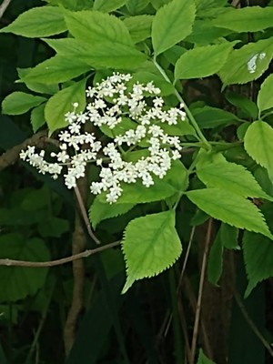 photo of Elder