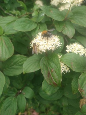 photo of Dogwood