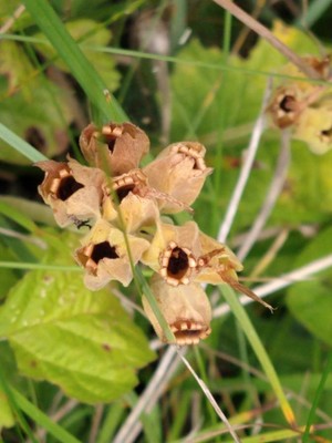 photo of Cowslip