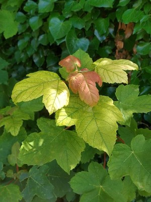 photo of Sycamore