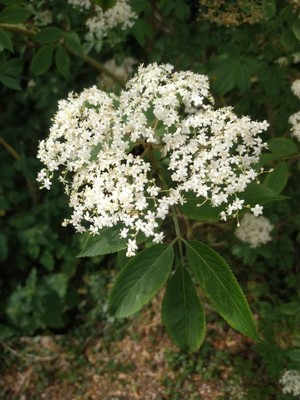 photo of Elder