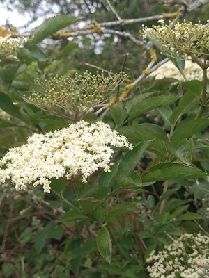 photo of Elder