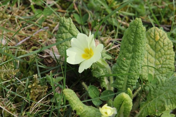 photo of Primrose