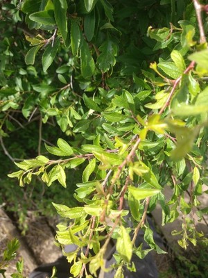 photo of Blackthorn