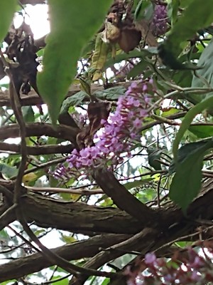 photo of Butterfly Bush