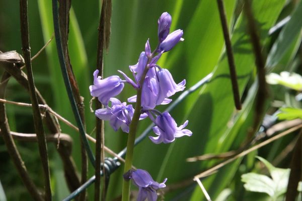 photo of Bluebell