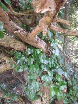 photo of Ivy