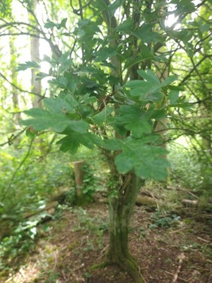 photo of Hawthorn