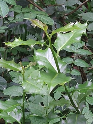 photo of Holly