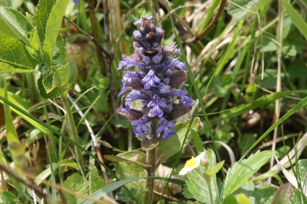 photo of Bugle