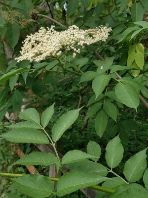 photo of Elder